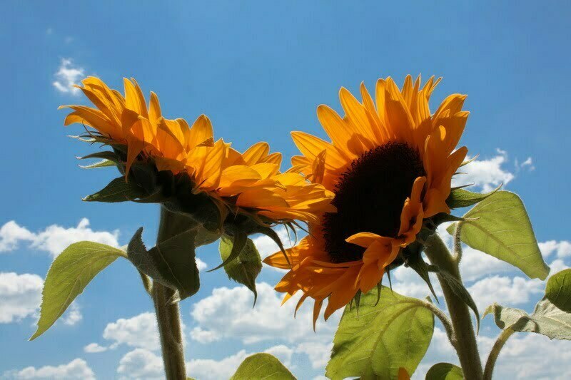 La suite des rêves qui se réalisent