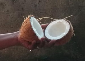 Noix de coco au Sri Lanka