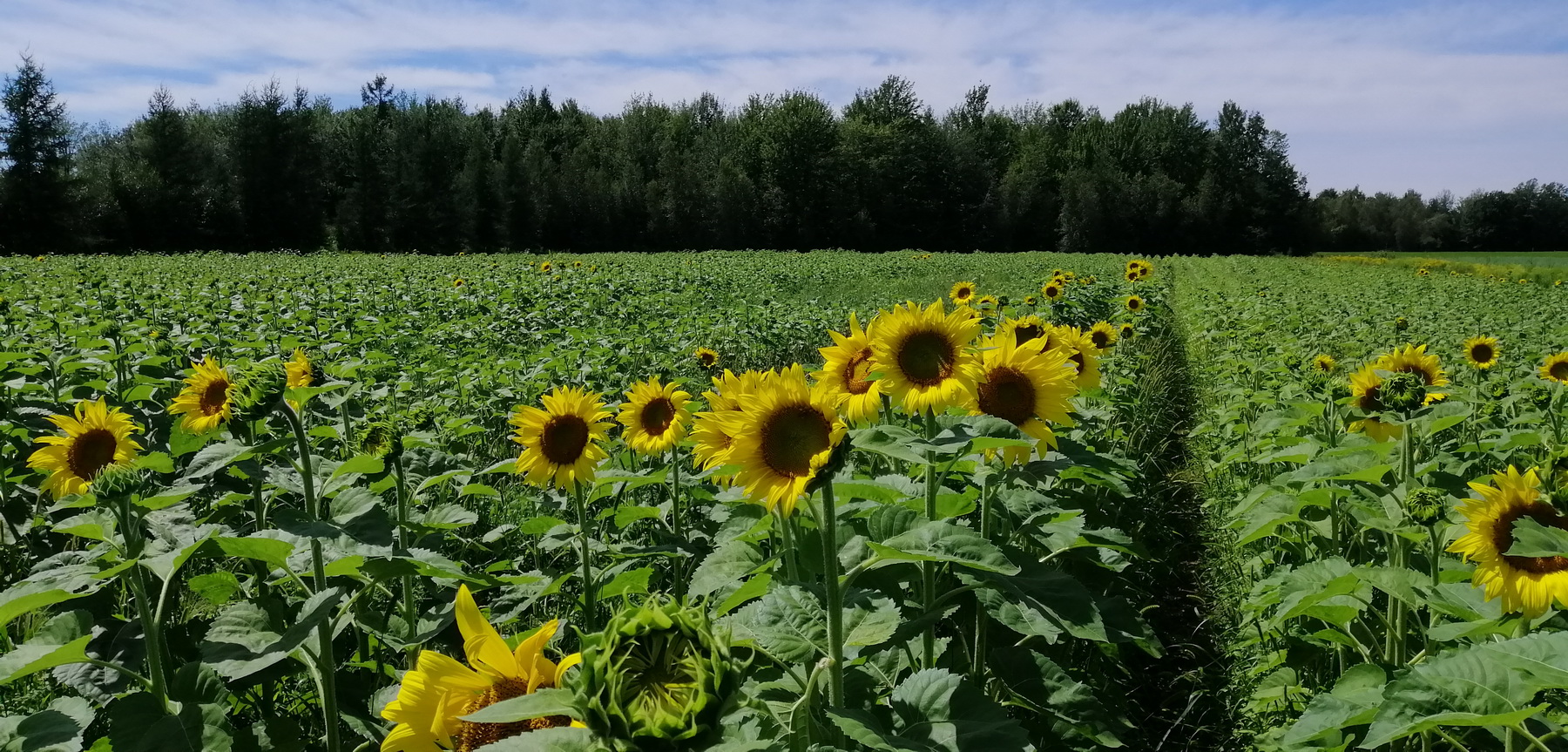 Accueillir son chemin avec patience, compassion et confiance